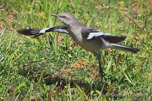 Mockingbird Taking Flight_47390.jpg - Northern Mockingbird (Mimus polyglottos) Photographed near Grenada, Mississippi, USA.